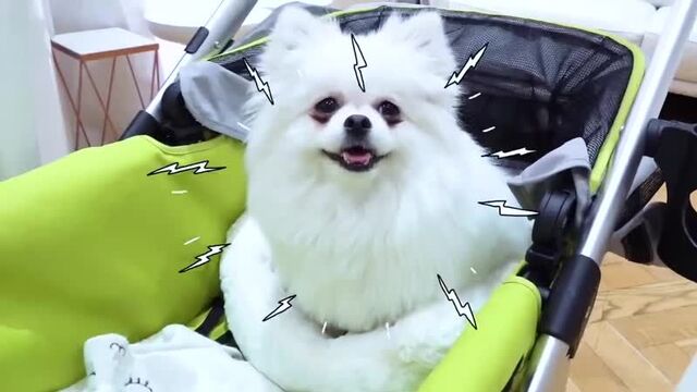 Макс и Катя купают собачку