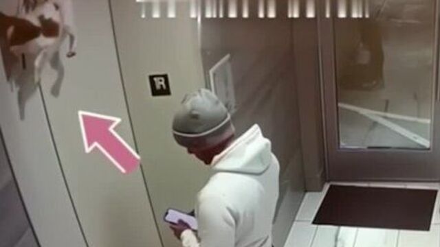 Парень спас застрявшую в дверях лифта собачку