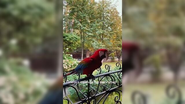 Птичка певчая на прогулке