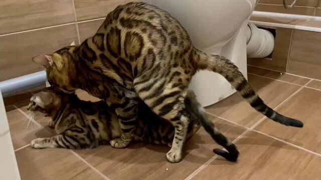 Вязка бенгалов случка садка секс котов