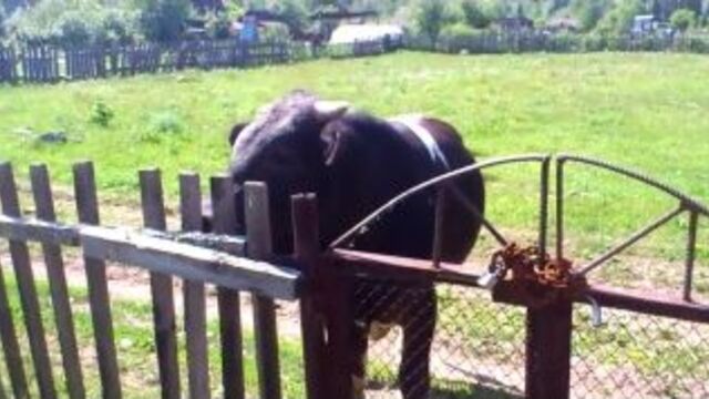 сексуально озабоченный бык