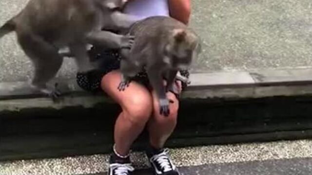 Обезьяны занялись сексом на туристке | АКУЛА