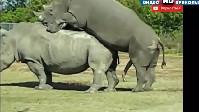 ДИКИЙ СЕКС Животных! Большая Подборка 2015! Смешные Животные БЕЗ ЦЕНЗУРЫ!