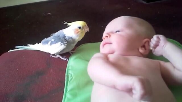 Попугай поёт для малыша (VHS Video)