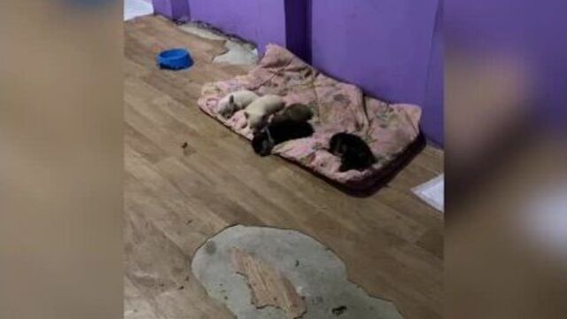 спят усталые детишки