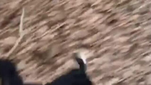 Собачки с большими палками