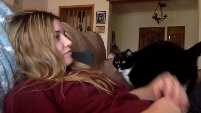 Кот вежливо просит погладить его (VHS Video)